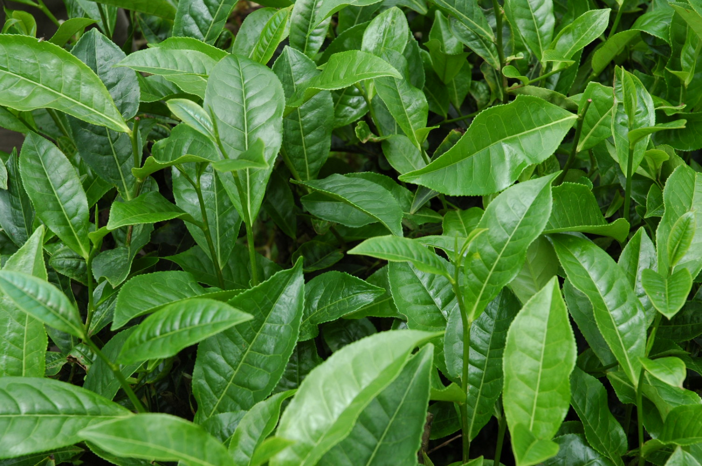 fusion snatch Spiritus Earl of Grey Green (Loose Leaf)